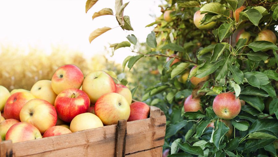Ілюстроване фото. Акція відбудеться 17 вересня 2024 року. Початок — о 8:00 ранку