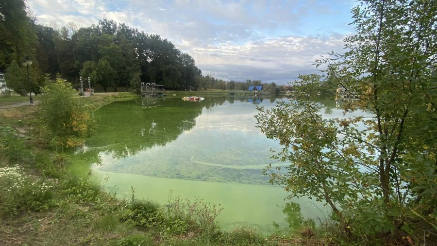 Для вирішення проблеми пропонували використати хімікати, проте екологи виступили проти. Фото: Tanya Tkachuk/Фейсбук