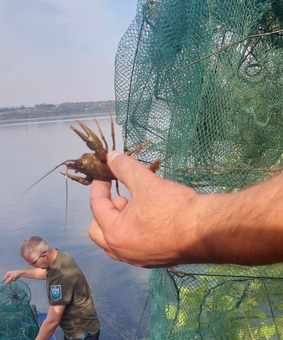 Заборона на лов річкових раків діє до 20 вересня включно