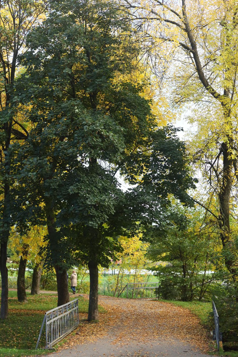 Всього фахівці визначили понад 100 дерев, які потребують санітарно-формувального підрізування. Фото: Оксана Онисько