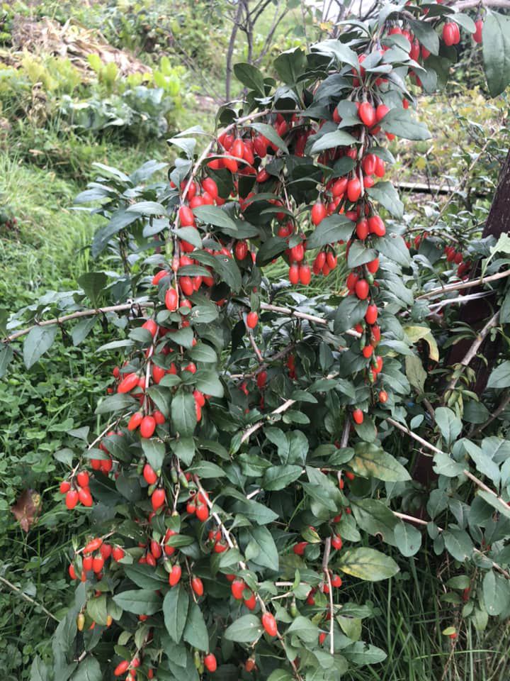 Урожай калушанка зібрала з одного куща, який посаджений п’ять років тому