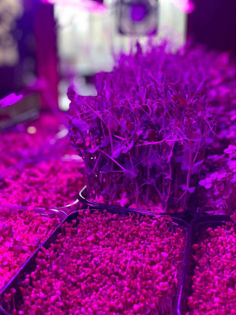 Калуський ліцей майже п'ять місяців бере участь у всеукраїнському проєкті «Розумний город»