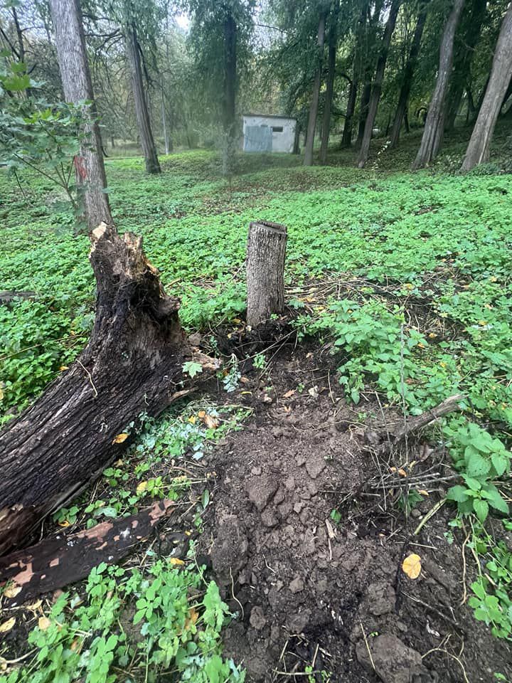 Фахівці обласної екоінспекції повторно обстежать стан дерев