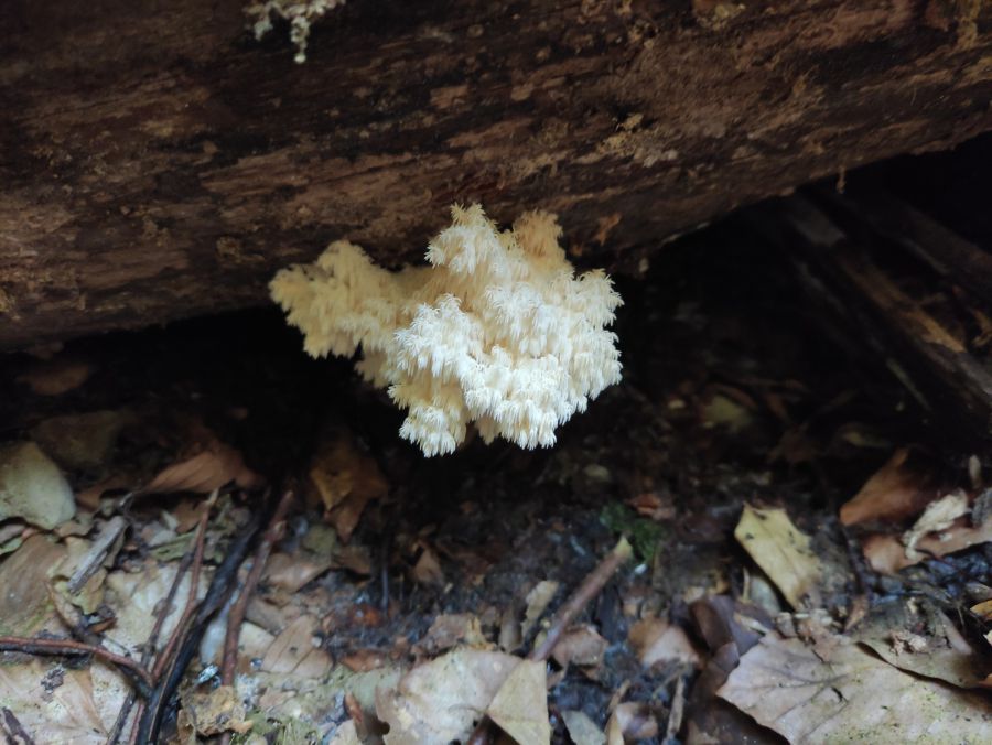 У жовтні видове різноманіття рідкісних видів збільшилося