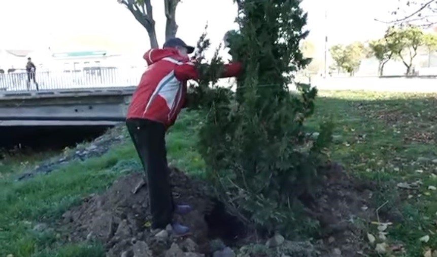 Хвойні дерева висадять у Калуші. Фото: скрін із відео