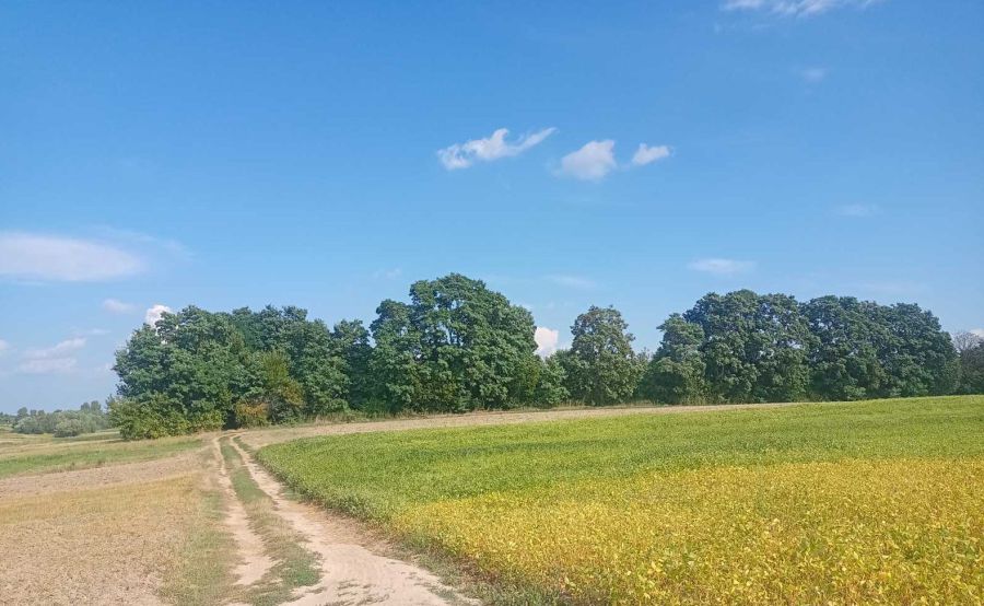 Ілюстроване фото. Земельні ділянки передають в оренду на 10 років