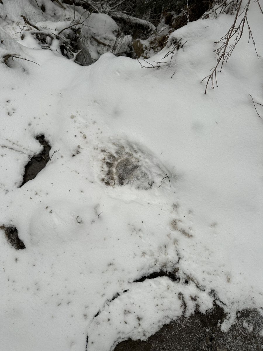 Такі мандрівки для порушників кордону є небезпечними і через ведмедів, які ще не залягли в зимову сплячку