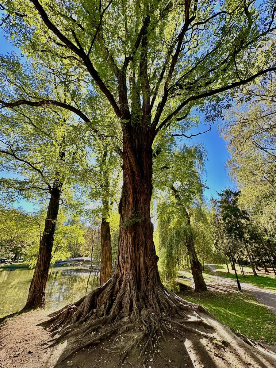 Вік білої акації сягнув вже 140 років