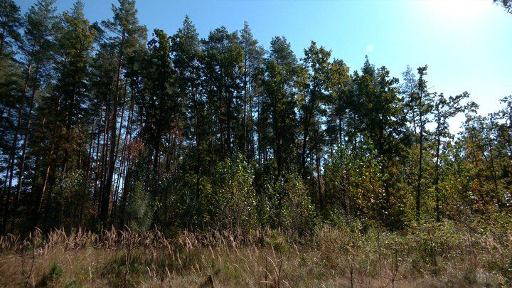 Ілюстроване фото. Вигодська рада не розглянула подання про узаконення самозаліснених лісів