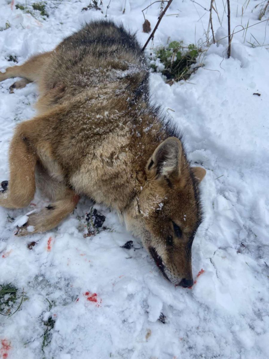 Поблизу села Новиця застрелили одного шакала