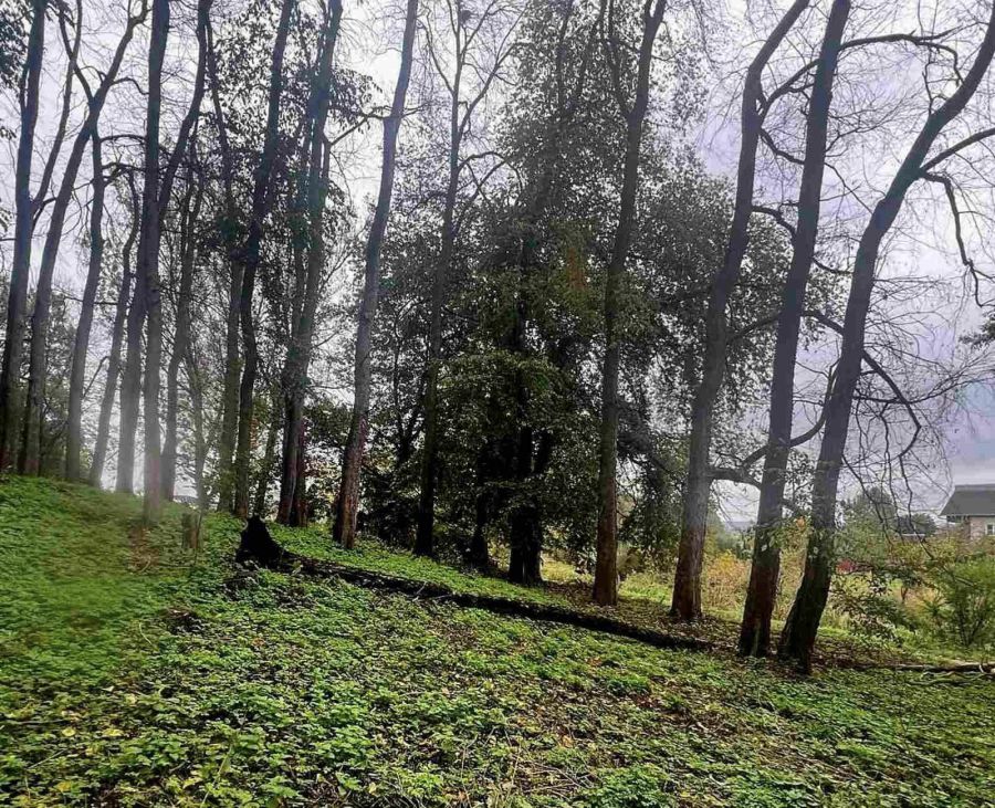 Представники Державної екологічної інспекції оглянули попередньо промарковані дерева