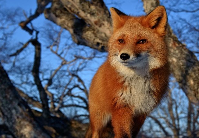 Ілюстроване фото. Хижаків відстрілюють, щоб зменшити їхню чисельність