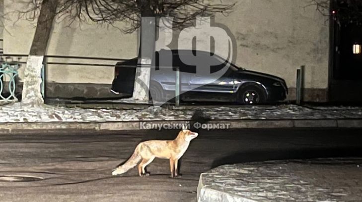 Біля ліцею вночі гуляла пишнохвоста лисиця