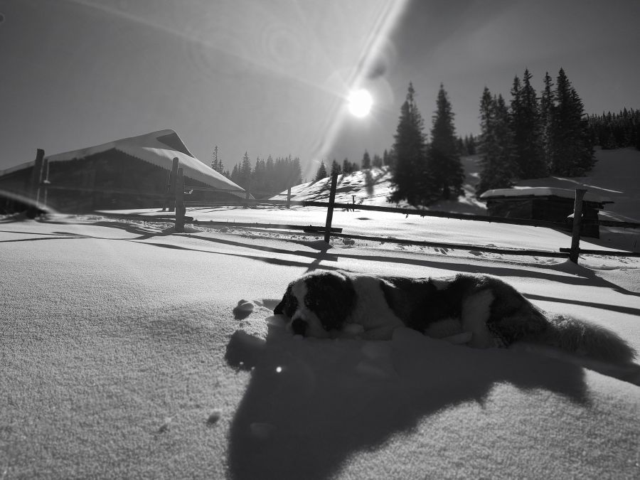 Полонина під Смотричем. 2023 рік. Фото: Vasyl Fitsak/Facebook