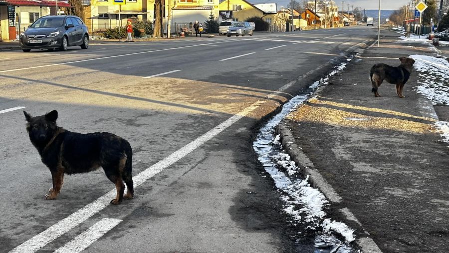 У собак є господар, який не може дати їм ради