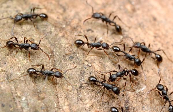 Ілюстроване фото. Служба державної охорони Карпатського НПП зафіксувала значну активність мурах