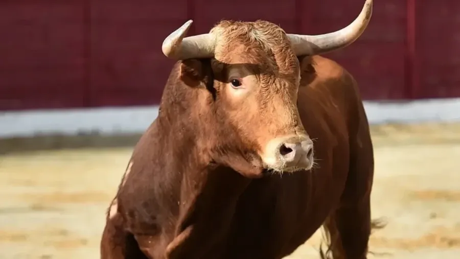 Ілюстроване фото. Бик вибіг на дорогу, де його збив автомобіль