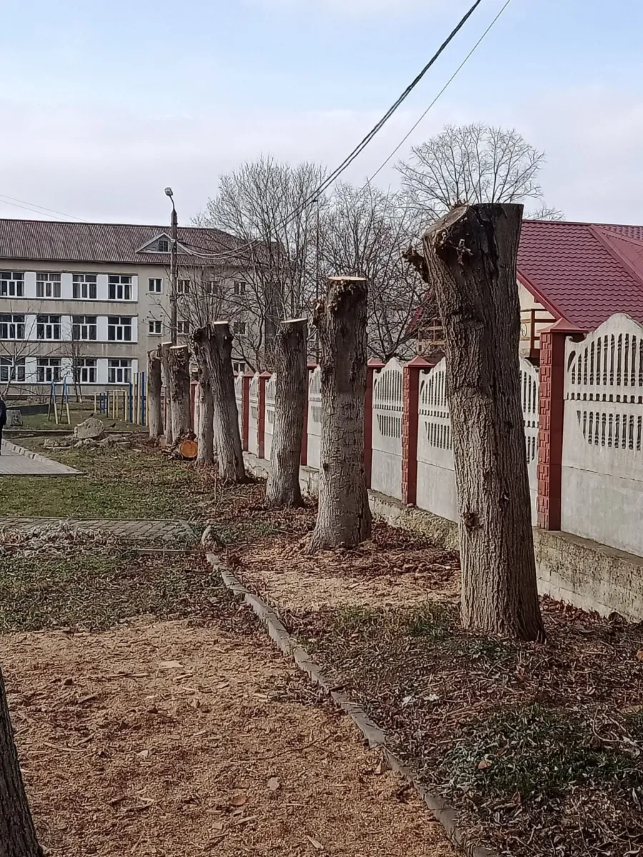 Для зрізування 14 дерев та вивезення деревини знадобилися техніка і люди. Фото: Наталія Лівшиц/Фейсбук