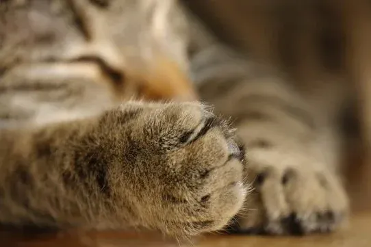 Ілюстроване фото. Наразі поліція встановлює осіб, причетних до правопорушення