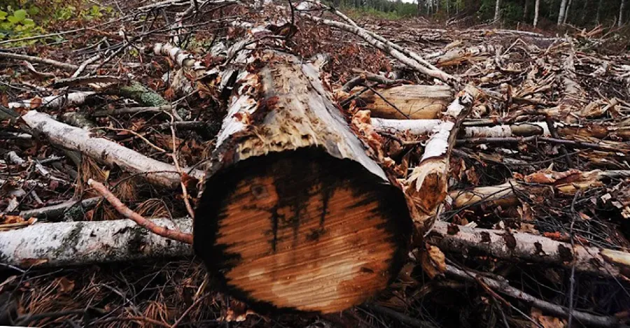 Ілюстроване фото. 95 дерев вирубали у лісосмузі на перегоні станції Видинів — Снятин