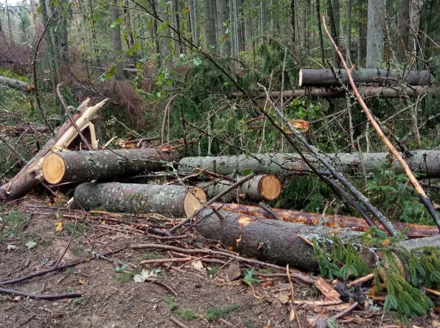 Ілюстроване фото. На території лісництва незаконно вирубали 74 дерева