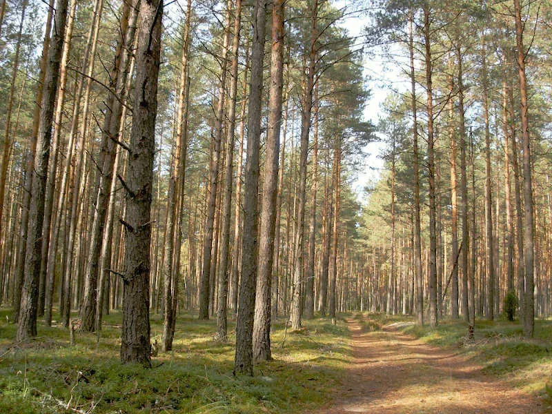 Ілюстроване фото. Землі лісогосподарського призначення повернуто державі