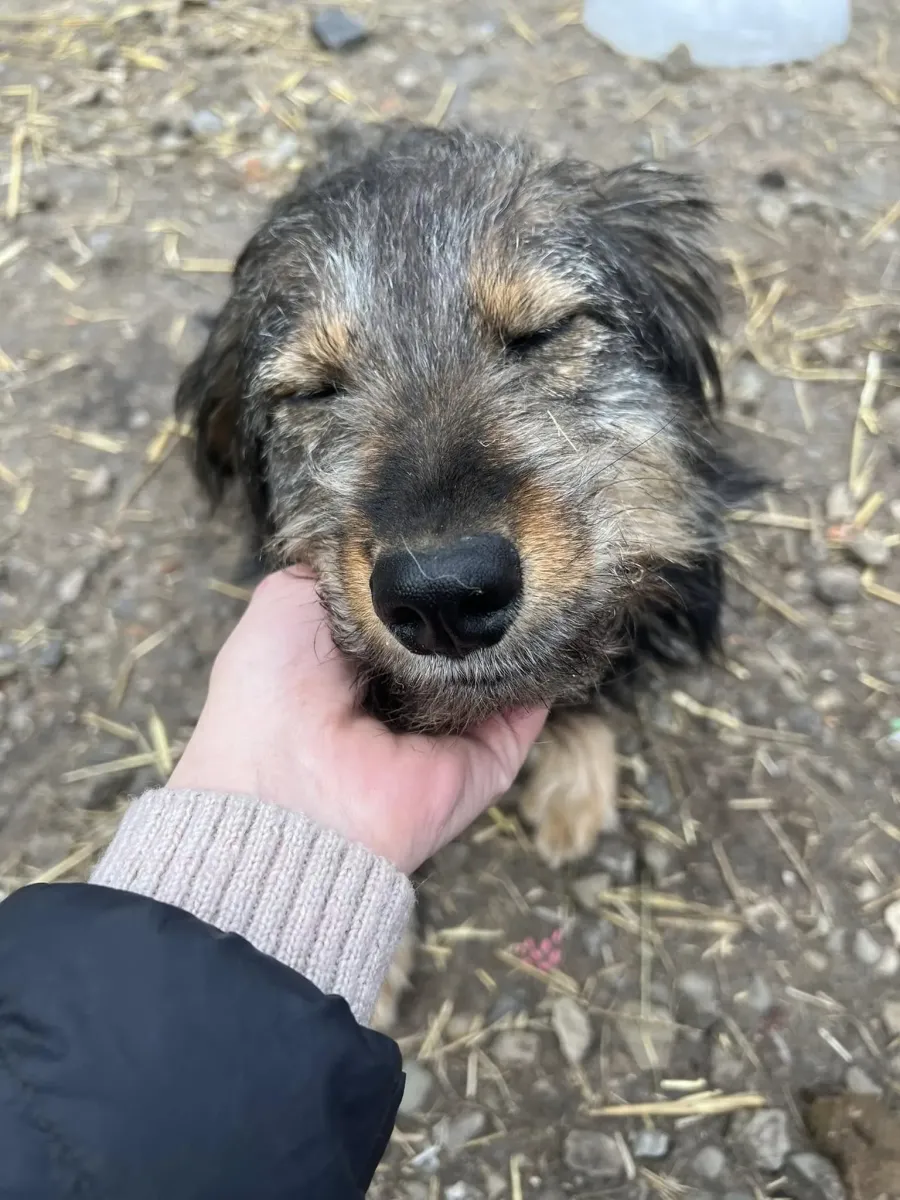 Можливо, Журбинка готова бути чудовою частиною саме твоєї родини