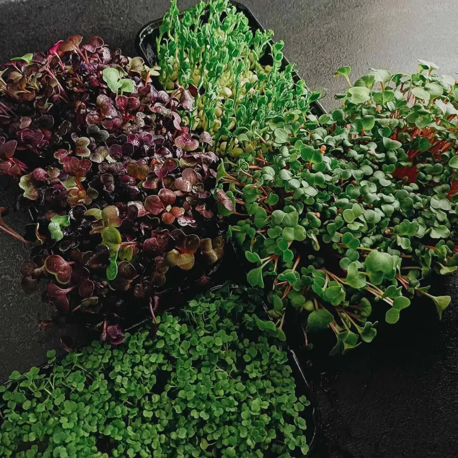 Виробництво мікрозелені у калуському ліцеї розширюється