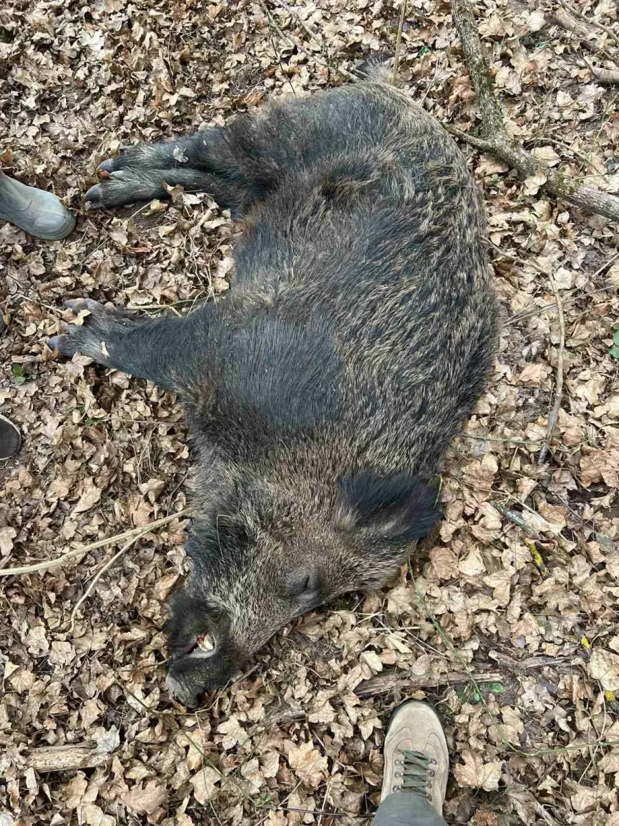 Трупи диких кабанів виявили між селами Ісаків і Петрів Олешанської громади