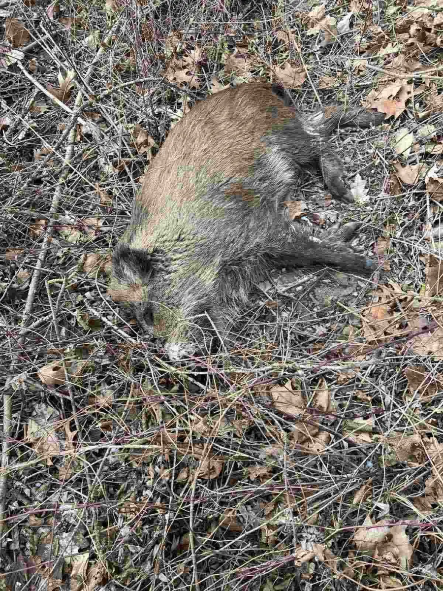 Трупи диких кабанів виявили в Олешанській громаді. Фото: Українське товариство мисливців і рибалок/Фейсбук