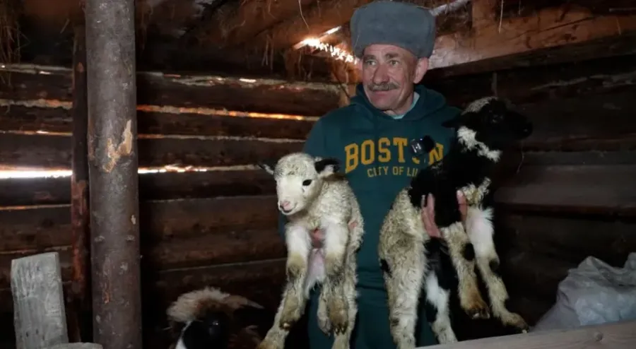 Фермер Роман Галемчук з овечого молока виготовляє сири, а шерсть здає