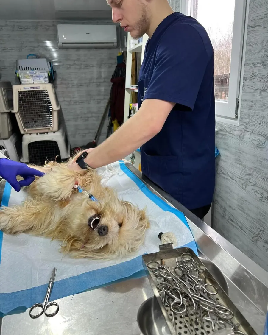 Це важливий внесок у зменшення кількості безпритульних собак і котів