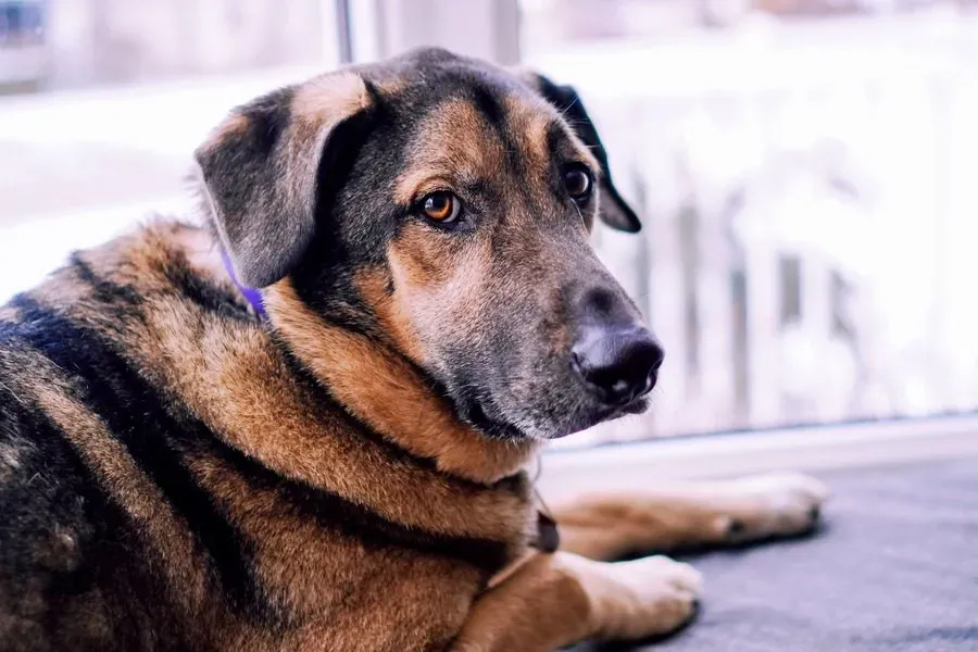 Ілюстроване фото. Післяопераційний догляд покладають на власника або куратора тварини