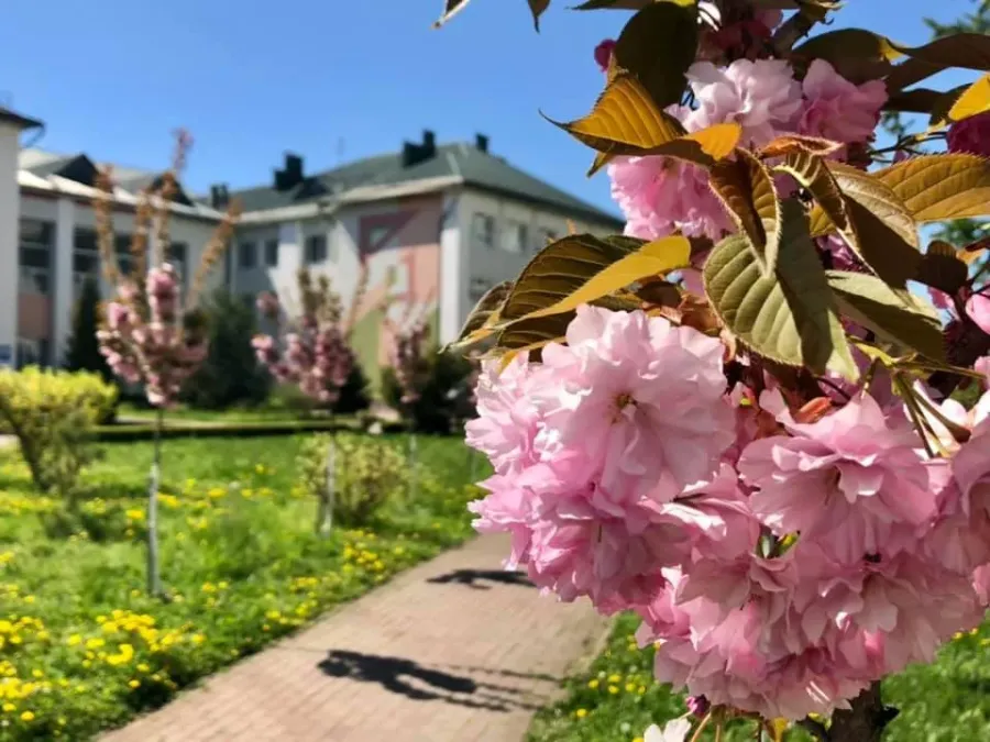 У попередні роки у Калуші завдяки "Бюджету участі" та за сприяння Віктора Балогит висадили 80 сакур 