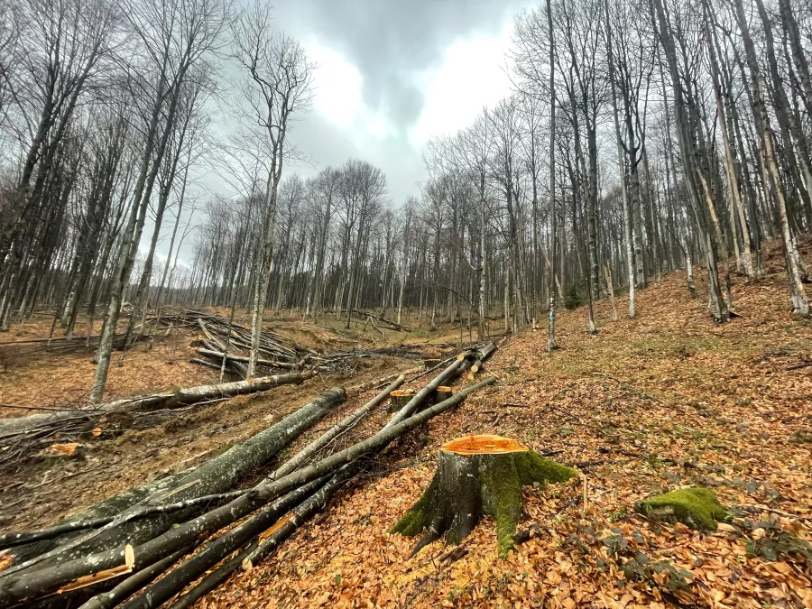 Попри застереження екологів, уКарпатах все ж знищили праліси для будівництва лісової дороги. Фото: WWF-Україна