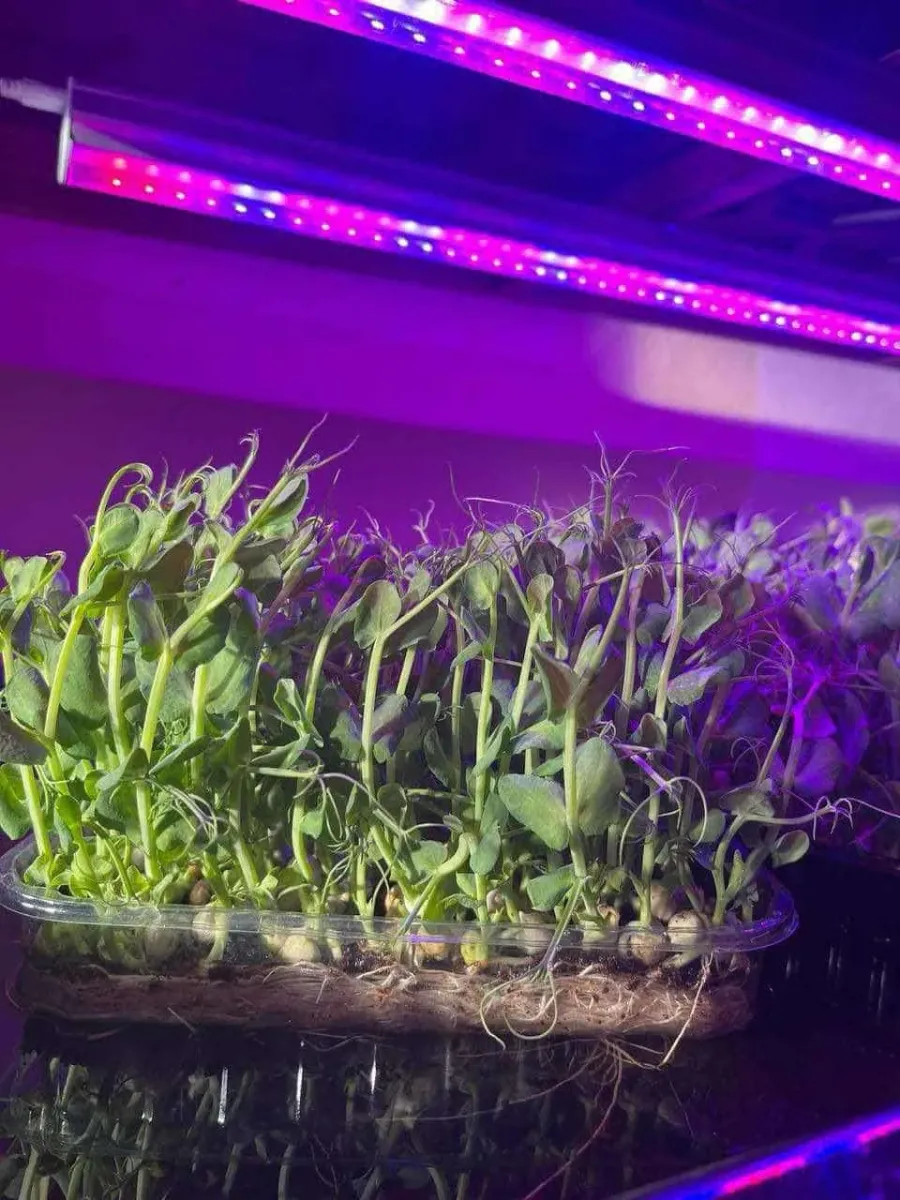 "Зіркою" серед мікрогріну у замовників залишається горох