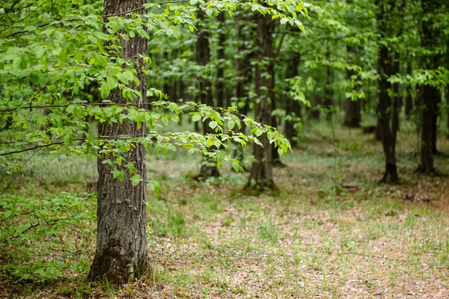 Ілюстроване фото. У 2020 році ділянку лісу незаконно передали у комунальну власність 