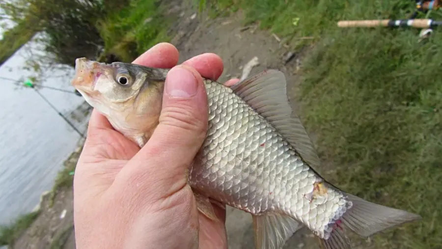 Ілюстроване фото. Як встановили інспектори, чоловік продав 9,5 кілограма риби