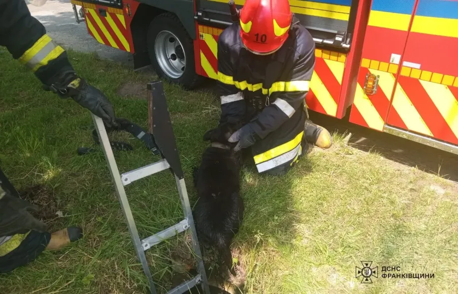 Собаку вдалося врятувати