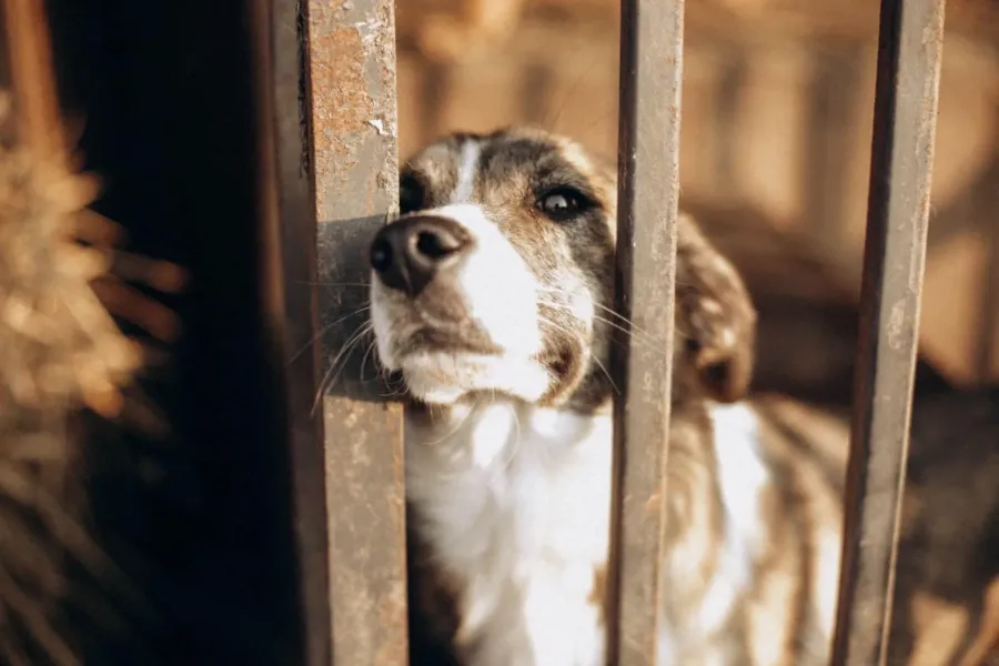 Ілюстроване фото. Притулок "Дім Сірка" отримав приз від бренду преміального харчування для тварин "Club4Paws"