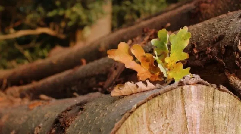Ілюстроване фото. Лісопродукцію продавали за заниженими цінами