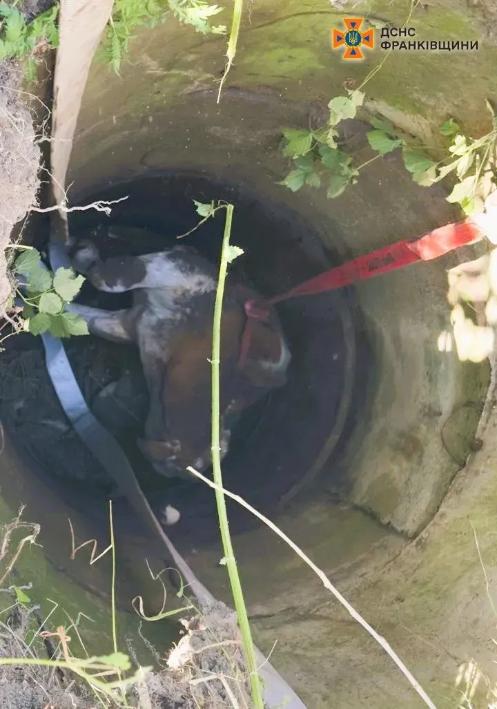 Чоловік не зміг сам витягнути корову, яка впала в колодязь