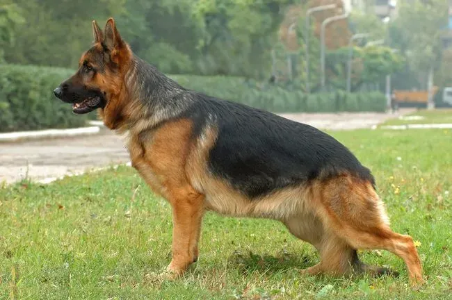 Ілюстроване фото. Суд встановив, що чоловік порушив вимоги закону про захист тварин  