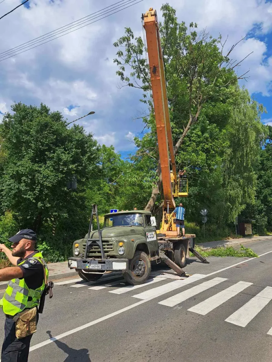 Дерева зрізали, щоб уникнути пошкодження транспорту чи травмування людей. Фото: КП "Калушавтодор"