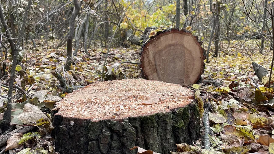 Ілюстроване фото. Замість проведення прозорих електронних торгів директор укладав прямі договори