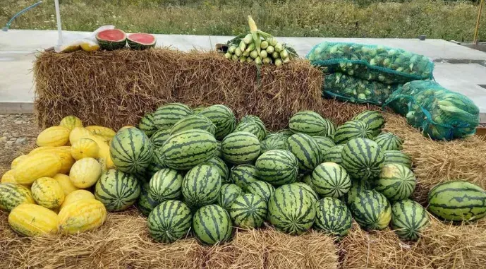 На перші кавуни у Студінці сподіваються тільки на 10 серпня