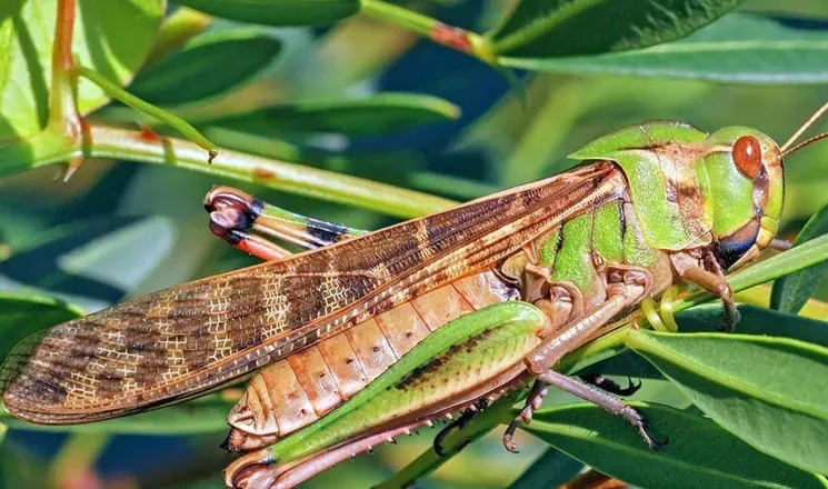 Ілюстроване фото.  Протягом останніх 60 років на Прикарпатті не зафіксовано випадків поширення саранових