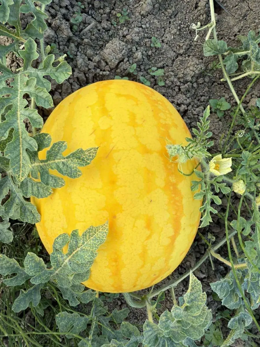 Цьогоріч фермерське господарство висадило у Студінці десять різновидів кавунів