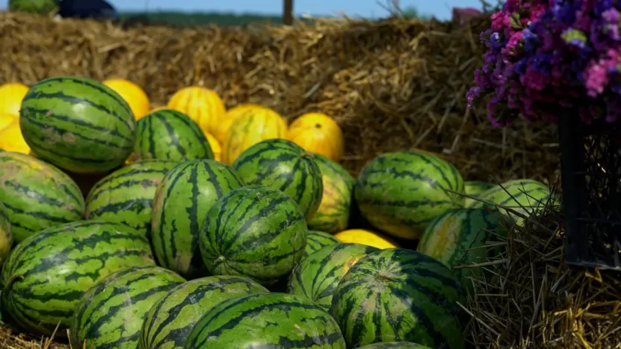 Цьогоріч у Студінці висадили близько 20 гектарів кавунів