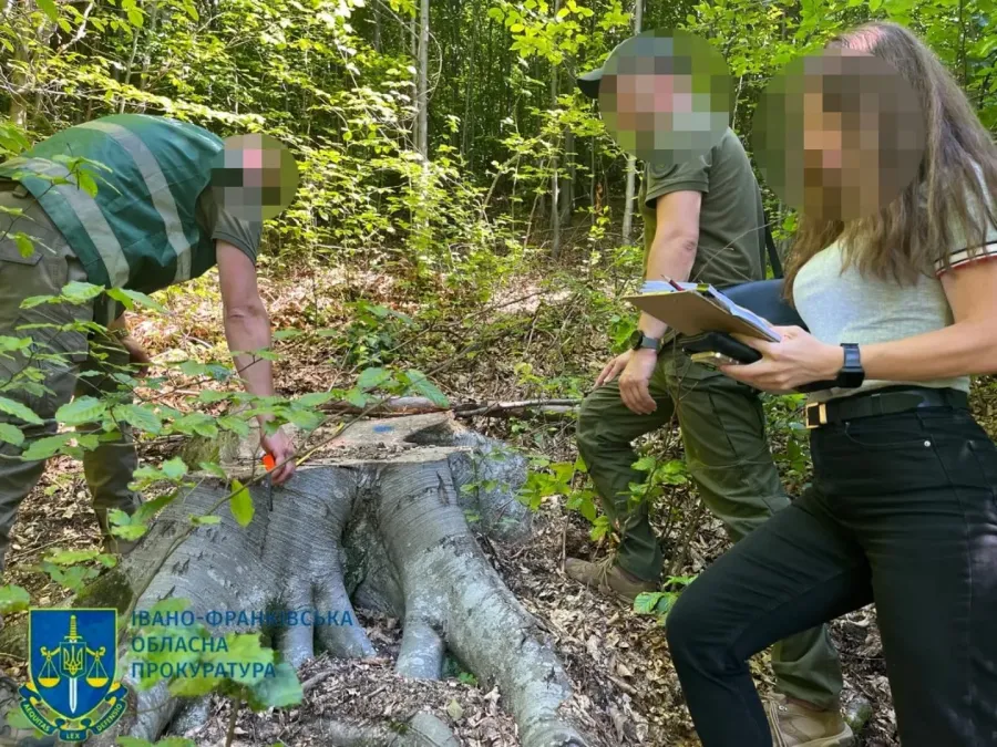 За фактом незаконної порубки деревини розпочали розслідування